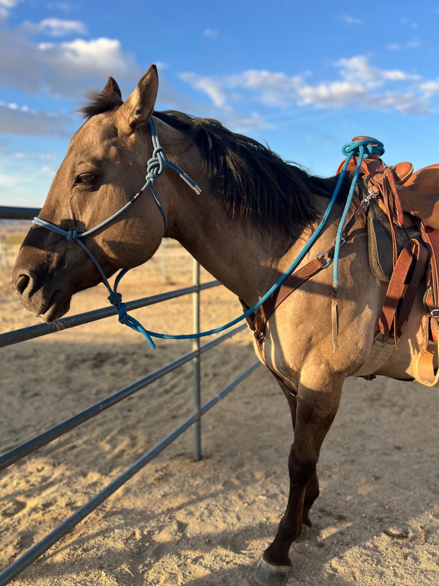 1776-2026 Blue Horse Halter Lead Rope