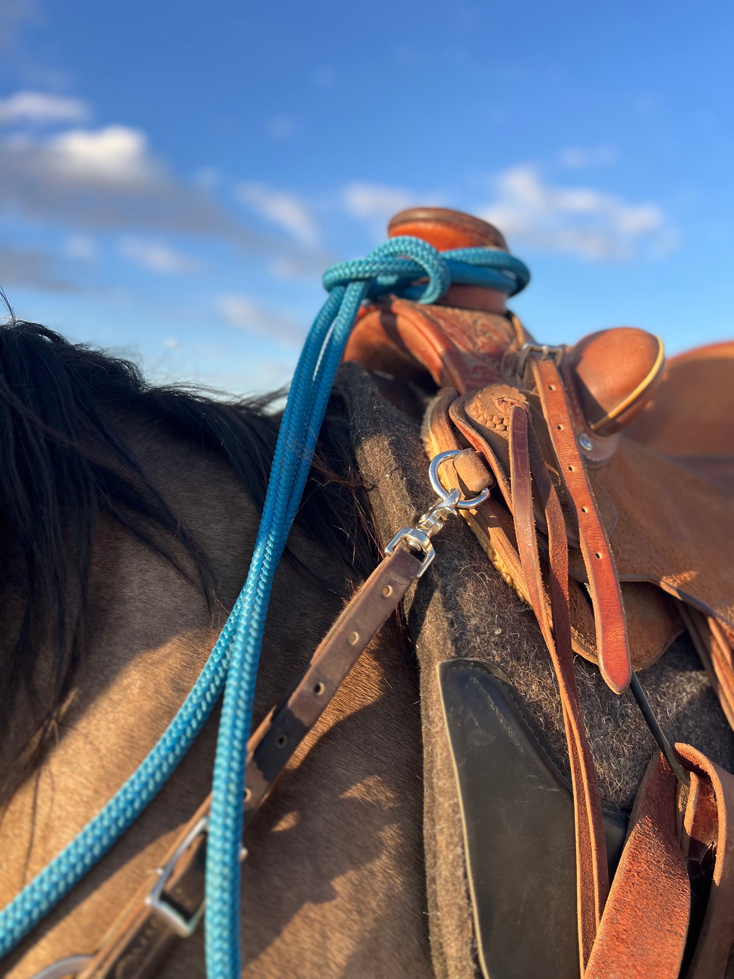 1776-2026 Blue Horse Halter Lead Rope