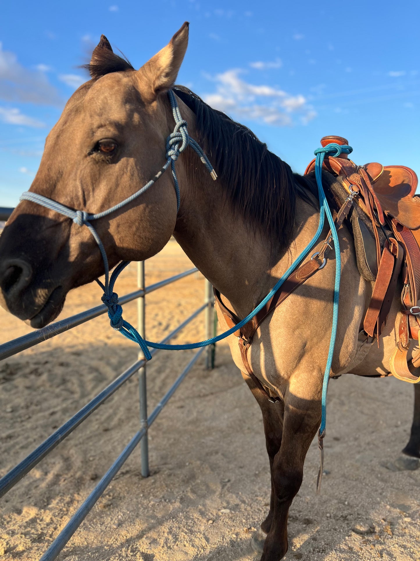 1776-2026 Blue Horse Halter Lead Rope