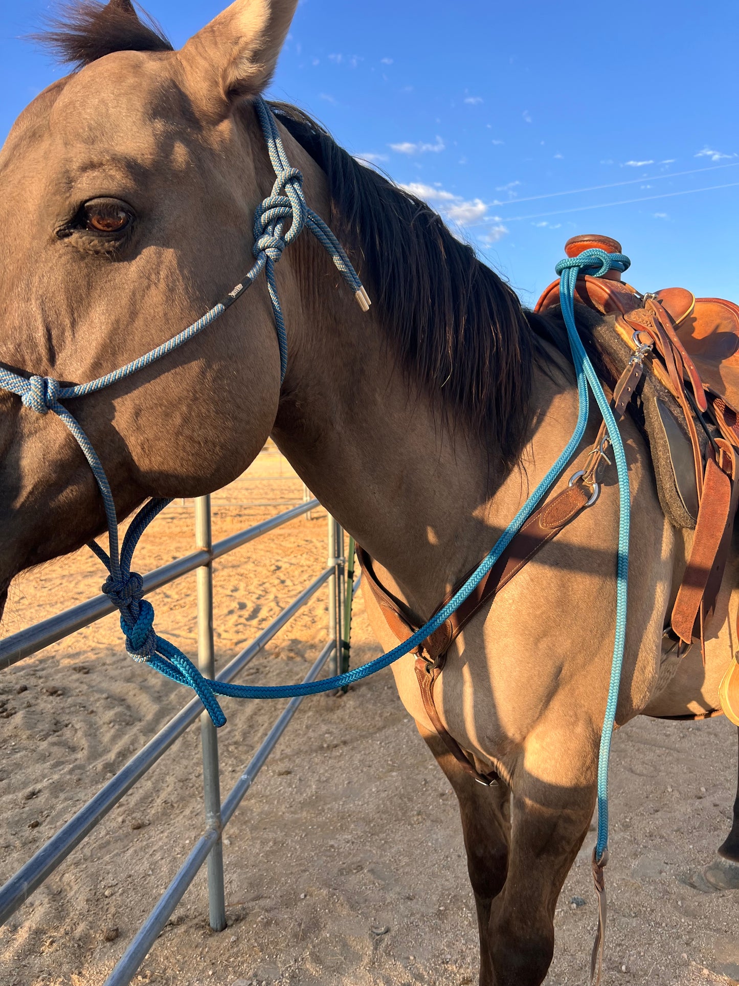 1776-2026 Blue Horse Halter Lead Rope